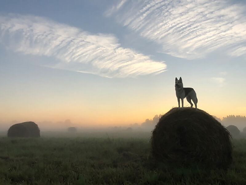 волк в тумане